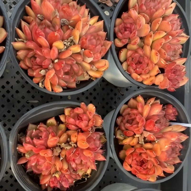 Succulent rosette clusters in several pots, red and orange rosette leaves