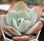 Echeveria succulent rosette in pot, mint-green center with peach-pink leaf tips