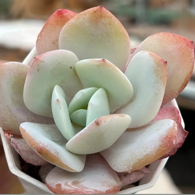 Echeveria succulent in a pot, pale green rosette with pink-edged leaves