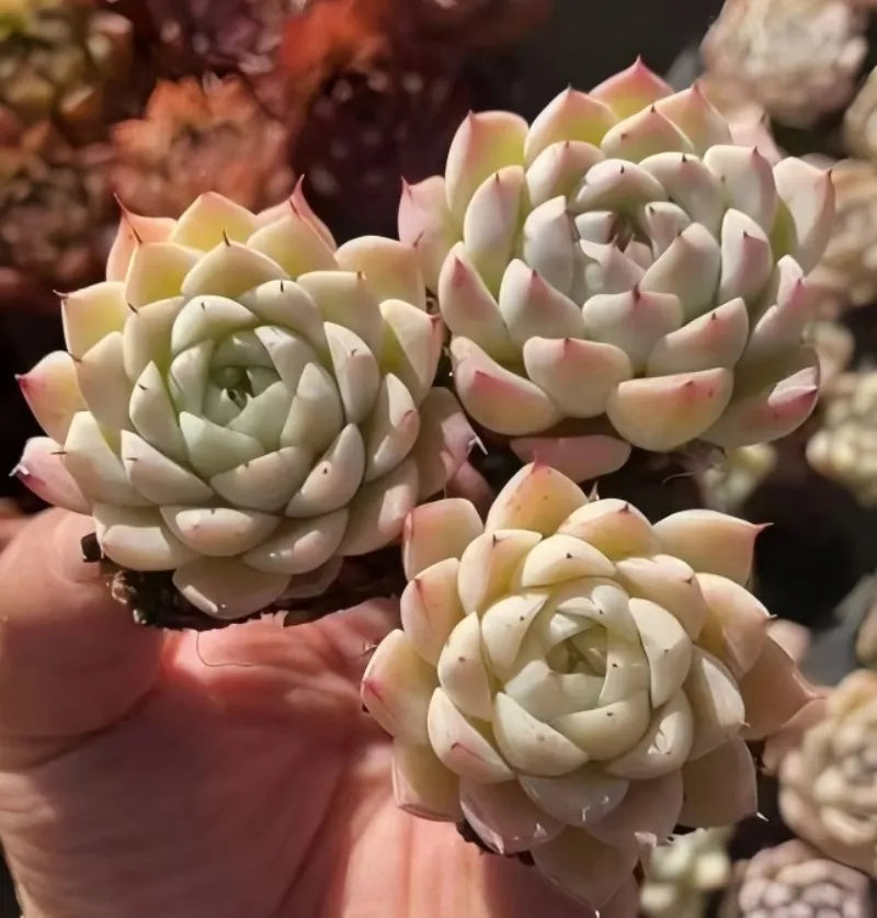 Echeveria rosette succulent plants on hand, pale yellow-green with pink tips