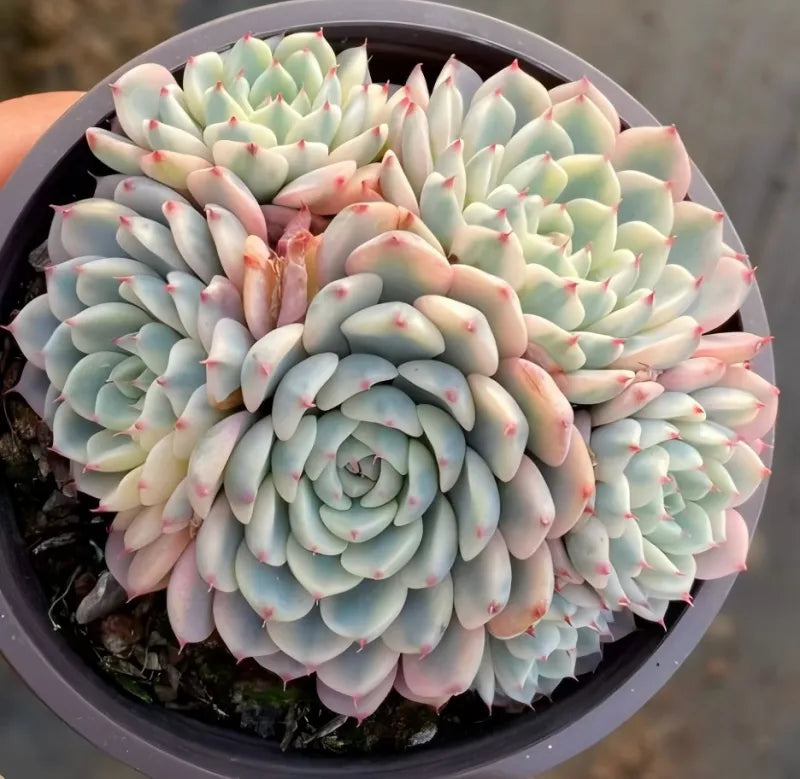 Variegated echeveria rosette in 4-inch pot with pale green leaves and pink tips; hand visible
