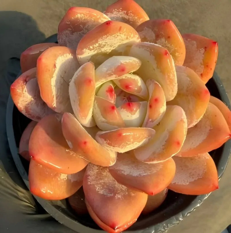 Echeveria Monroe succulent rosette with orange and cream layered leaves