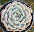 Variegated Echeveria rosette in 4-inch pot, pale blue leaves with pink tips