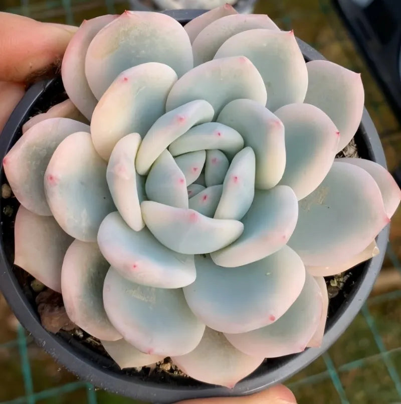 Variegated Echeveria rosette in 4-inch pot, blue-green leaves with pink specks