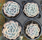 Four variegated Echeveria rosettes in small pots, blue leaves with pink specks