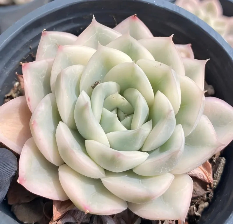 Variegated Echeveria succulent in 4-inch pot, pale green center with cream outer leaves