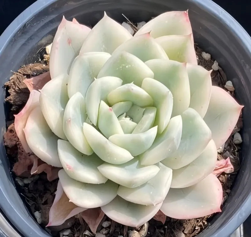 Variegated Echeveria succulent in 4-inch pot, light green rosette with cream outer leaves
