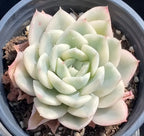 Variegated Echeveria succulent in 4-inch pot, light green rosette with cream outer leaves