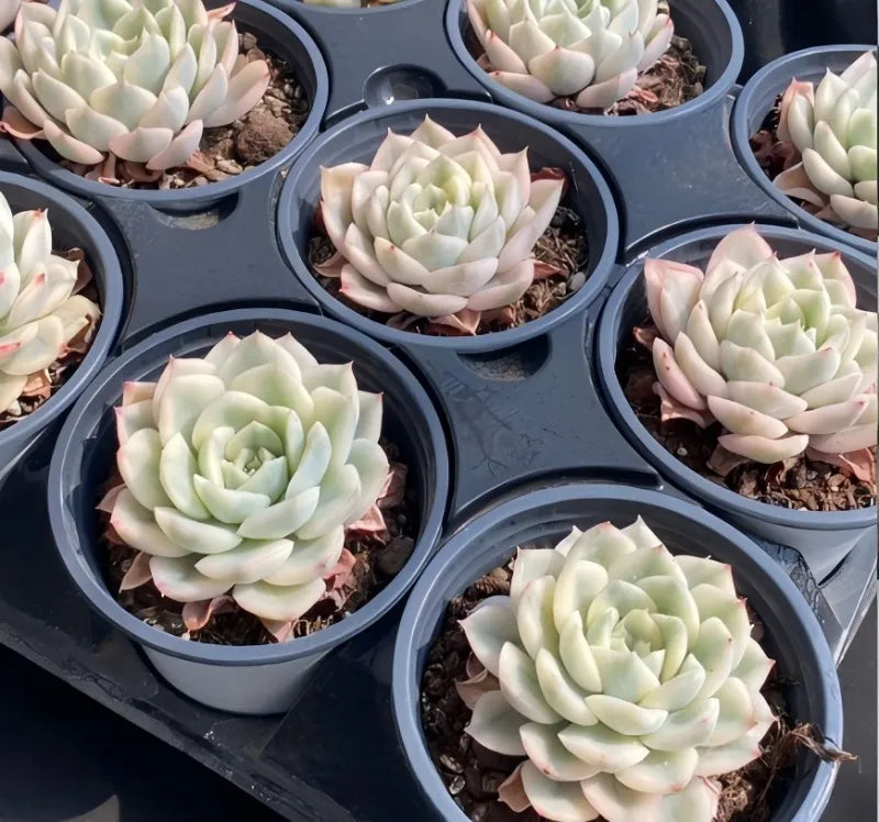 Set of variegated Echeveria succulents in gray pots, pale green rosettes with cream tips