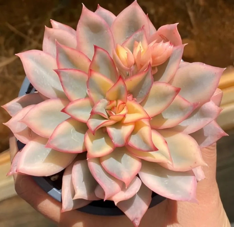 Variegated echeveria rosette in black 4-inch pot, pale pink and peach leaves
