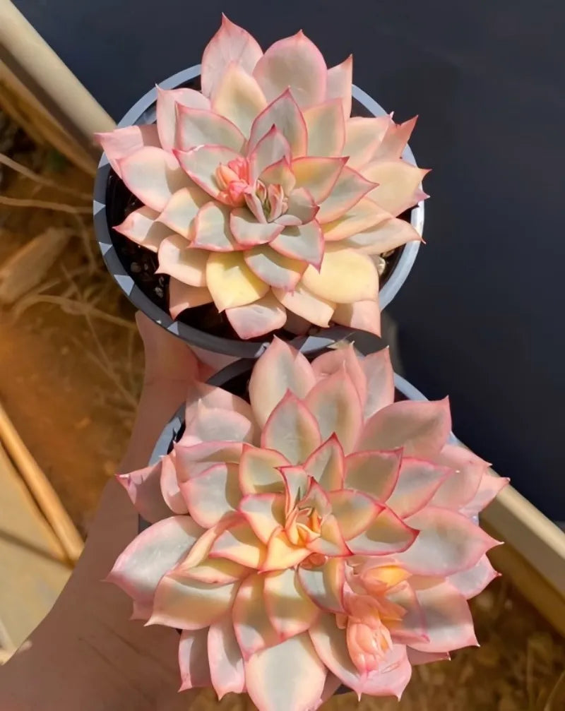 Variegated echeveria rosettes in black 4-inch pots, pale pink cream centers
