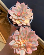 Variegated echeveria rosettes in black 4-inch pots, pale pink cream centers