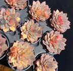 Variegated echeveria plants in black 4-inch pots, peach and cream rosettes