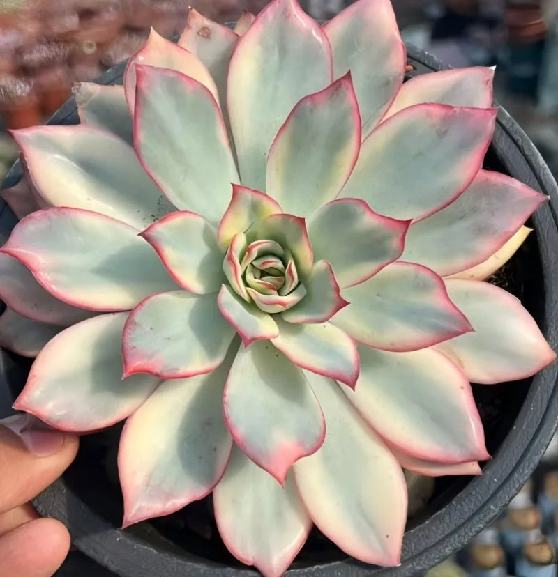 Variegated Echeveria succulent rosette, pale green leaves with pink tips