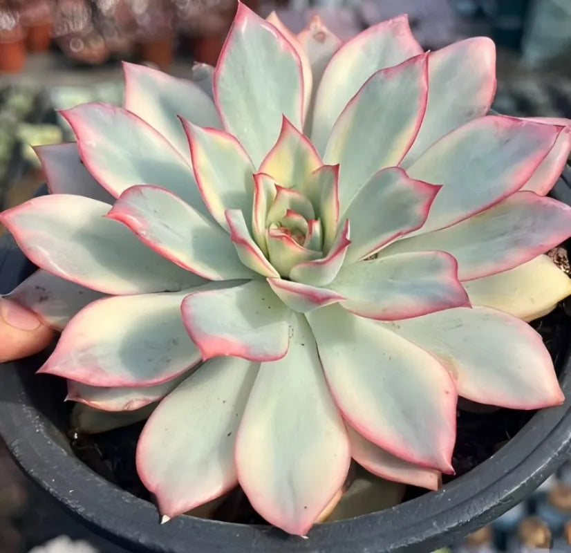Variegated Echeveria succulent rosette in pot, mint leaves with pink outlines