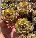 Echeveria Moonstone succulent in 2-inch pot, green rosette with pink edges, held