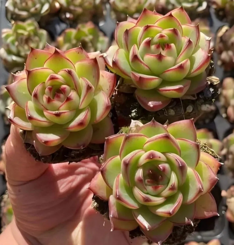 Echeveria Moonstone succulent in 2-inch pot, green rosette with pink tips