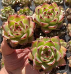 Echeveria Moonstone succulent in 2-inch pot, green rosette with pink tips