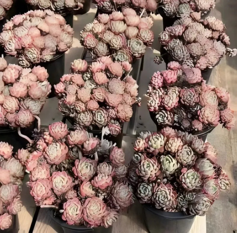 Echeveria rosette succulents in pots, pale pink and darker pink