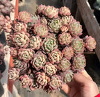 Hand holding a pot of small echeveria rosette succulents, pink and pale green