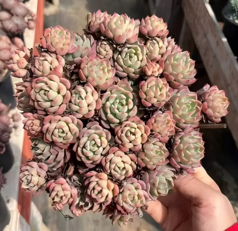 Hand holding a pot of small echeveria rosette succulents, pink and pale green