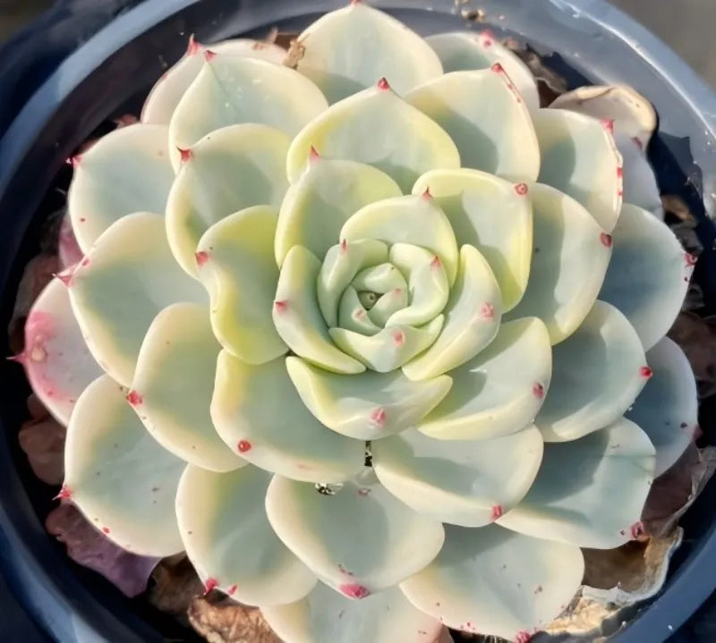 Variegated echeveria in 4 in pot, close-up pale green rosette with cream variegation