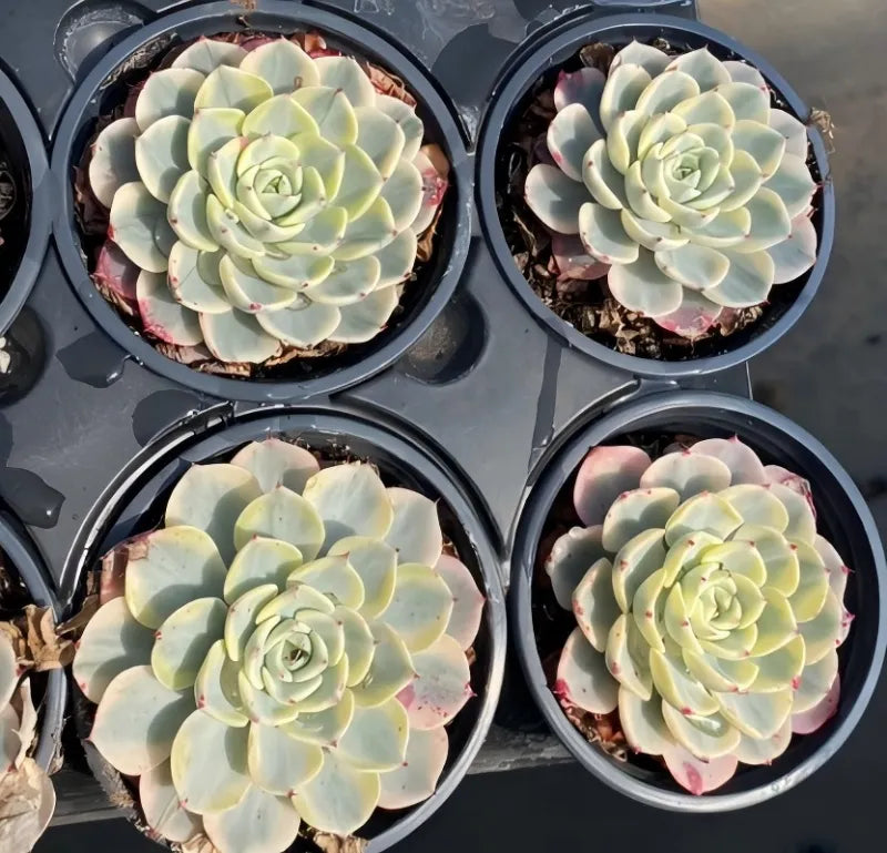 Variegated echeveria in 4 in pot, pale green rosette with cream variegation
