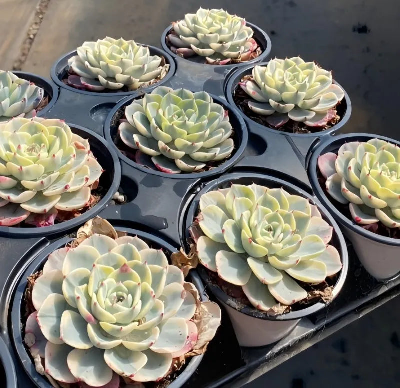 Variegated echeveria in 4 in pots, pale green rosettes with cream variegation