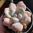 Echeveria succulent in a black 4-inch pot, pale pink rosette leaves