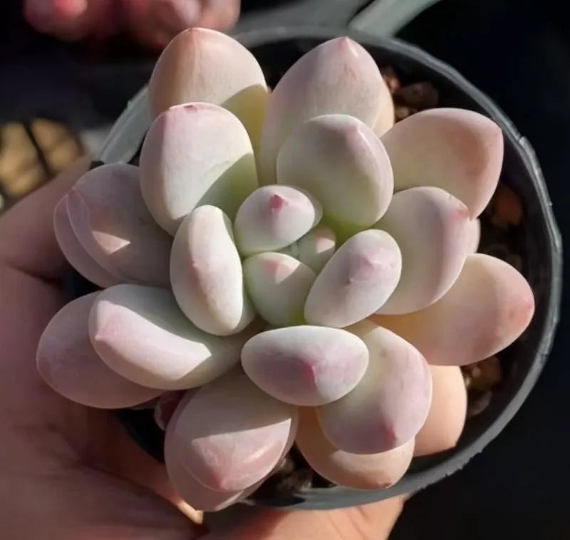Echeveria succulent in black pot, layered pale pink and light green rosette
