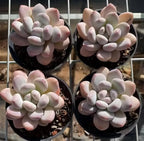 Set of four Echeveria succulents in black pots, pale pink rosettes on rack