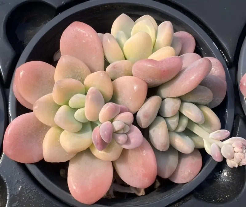 Variegated echeveria succulent in black pot, oval leaves with pink and green variegation