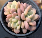 Variegated echeveria in black pot with smooth pastel pink, cream, and green leaves