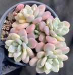 Variegated succulent in gray round pot with pastel pink and pale green rosette clusters