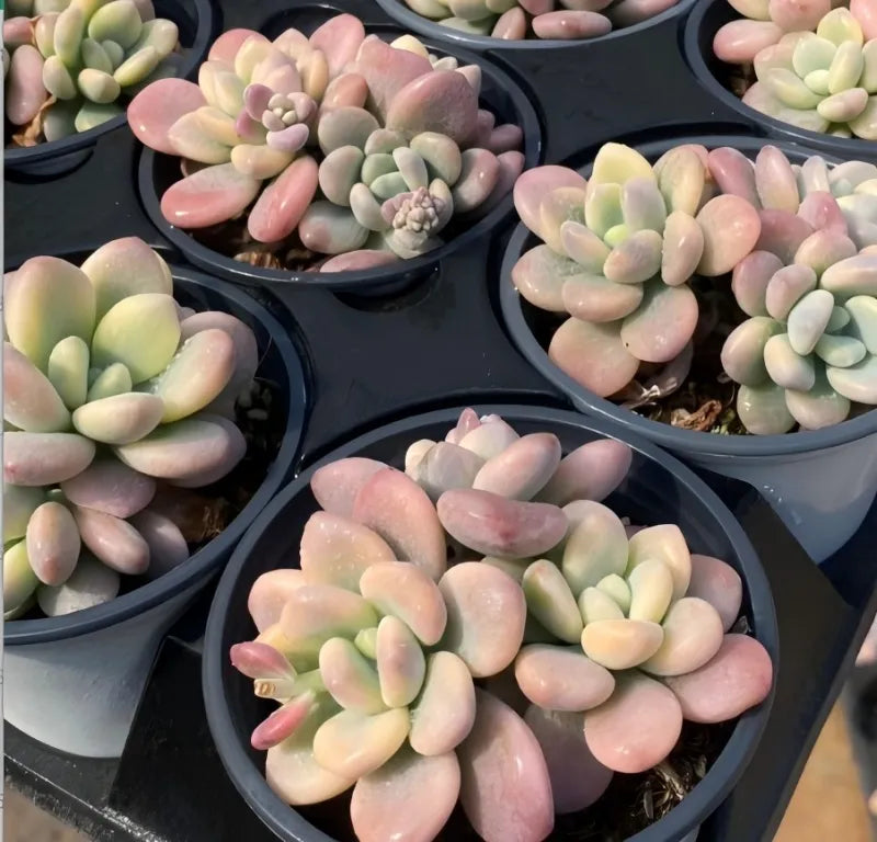 Variegated echeveria succulent with pink and pale green leaves in black pot