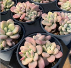 Variegated echeveria succulent with pink and pale green leaves in black pot
