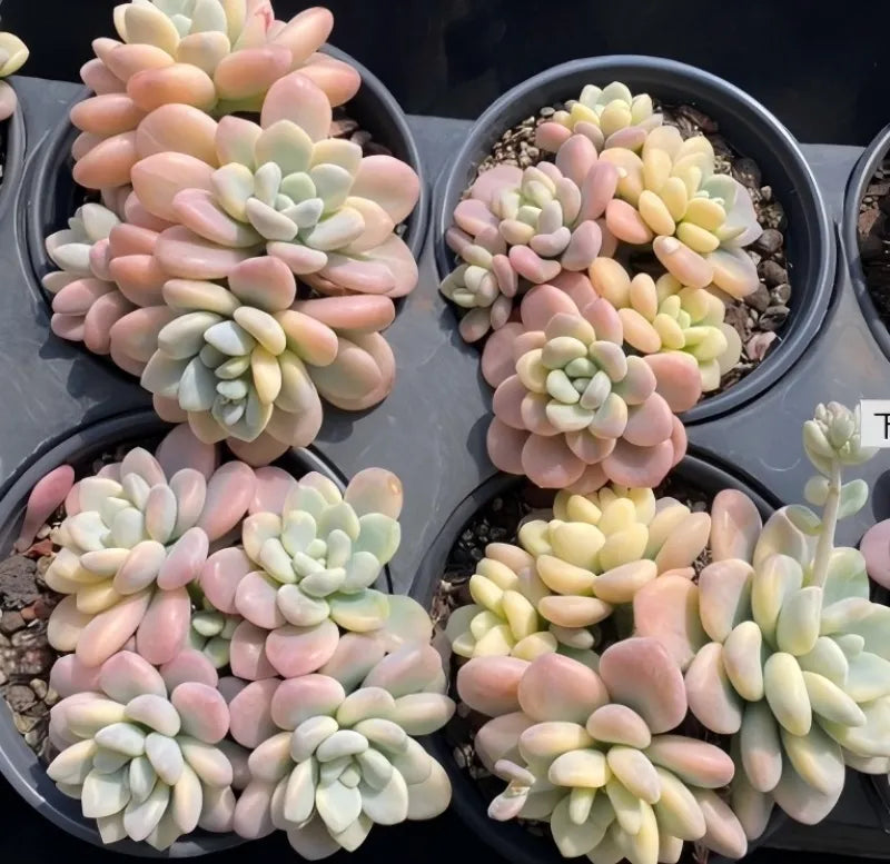 Succulent rosette plants in small pots, pastel pink and pale green variegated leaves