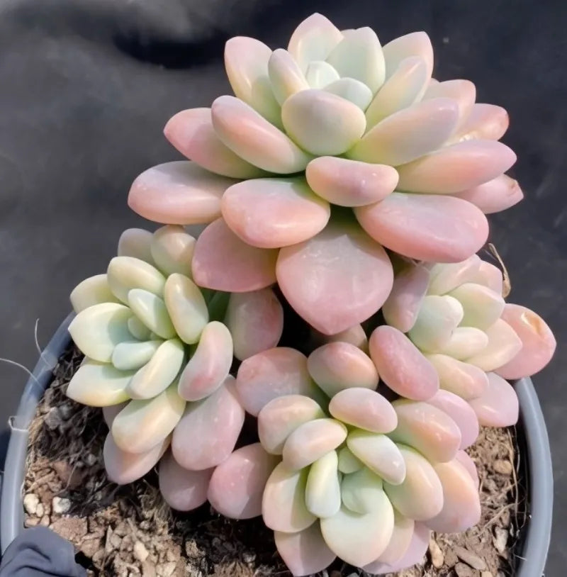 Variegated succulent in gray pot with pink and pale green oval rosette leaves