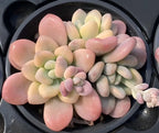 Variegated echeveria rosette with pink tips and pale green leaves in black pot