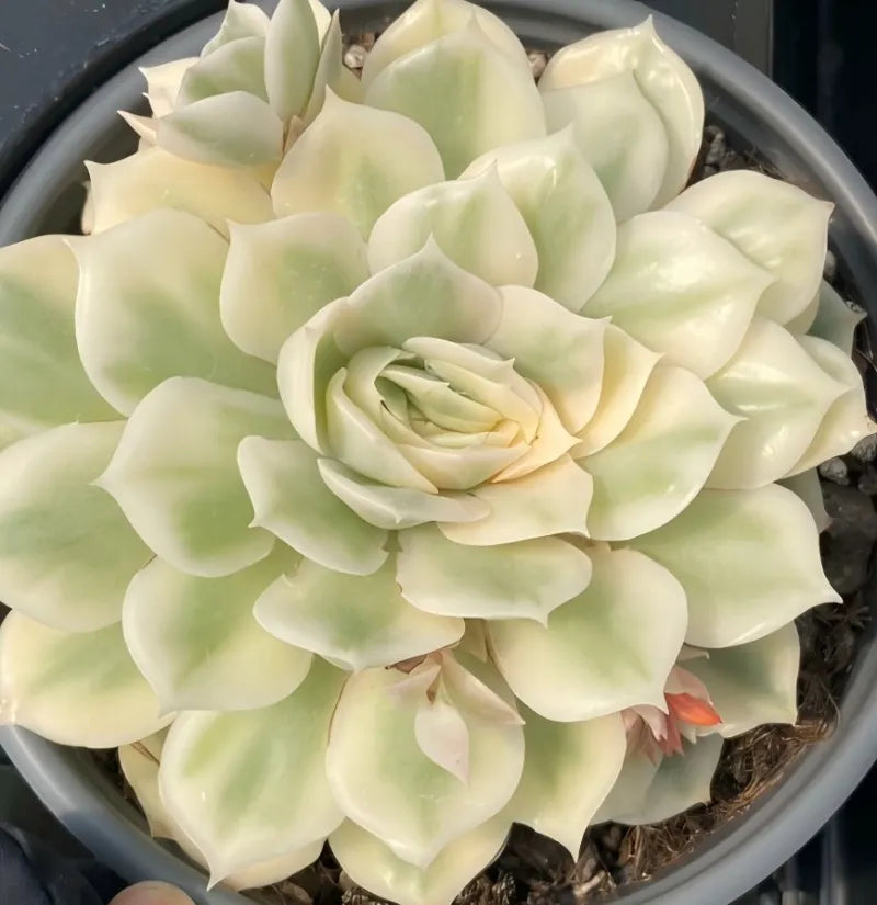 Variegated echeveria succulent rosette in 4 in pot, pale cream and light green