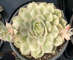 Variegated echeveria succulent rosette cluster in 4 in pot, pale cream leaves