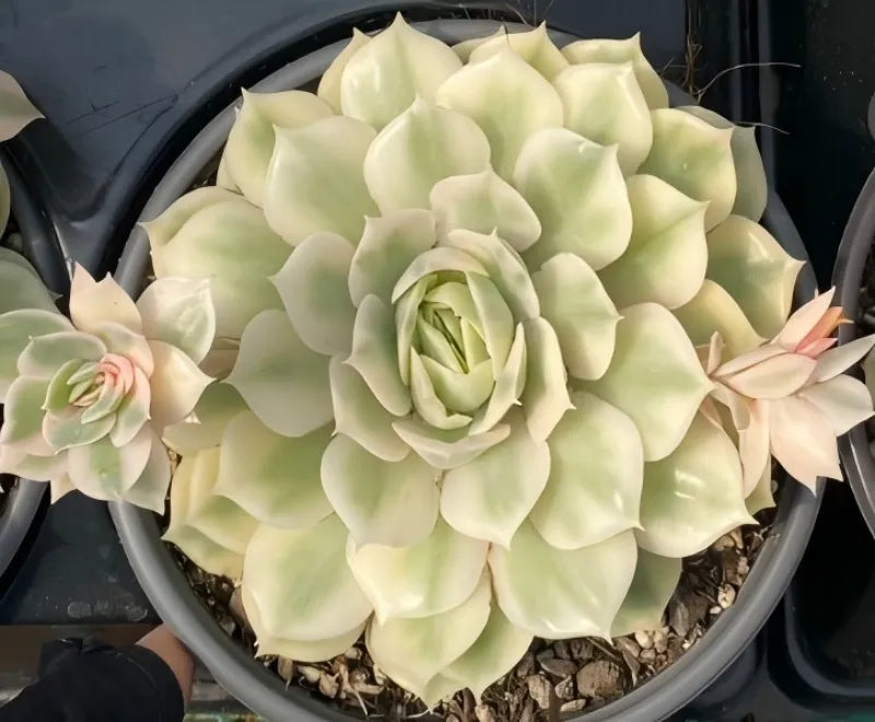 Variegated echeveria succulent rosette cluster in 4 in pot, pale cream leaves
