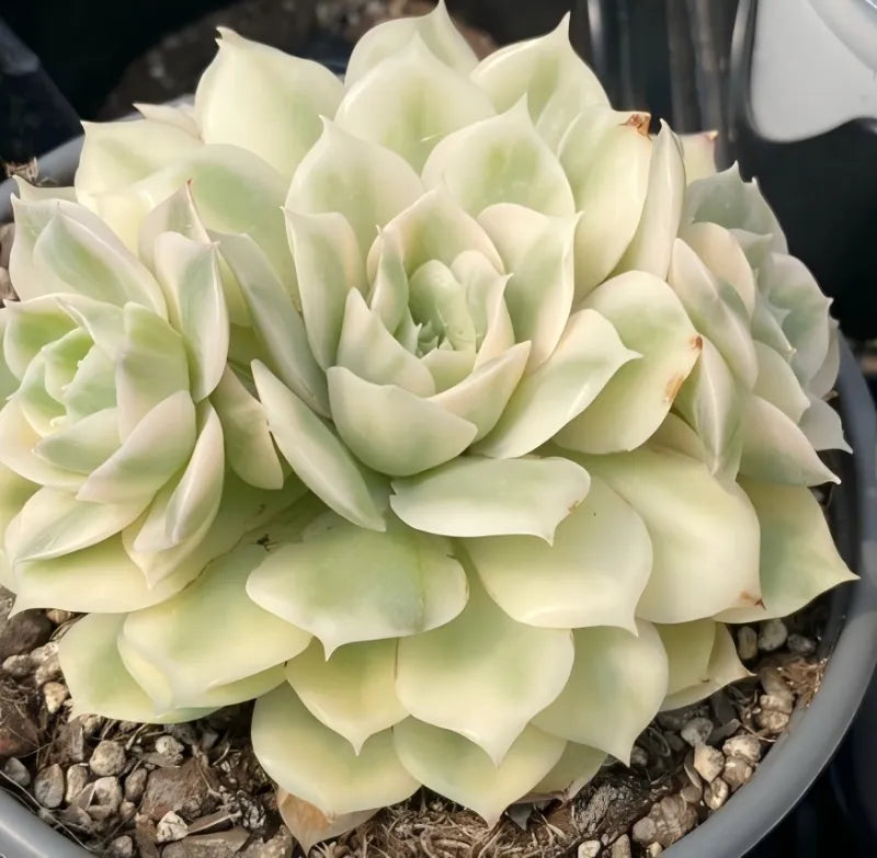 Variegated echeveria rosette in 4 in pot, pale cream and light green center