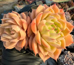 Echeveria rosette succulent cluster in peach, cream, and green center leaves
