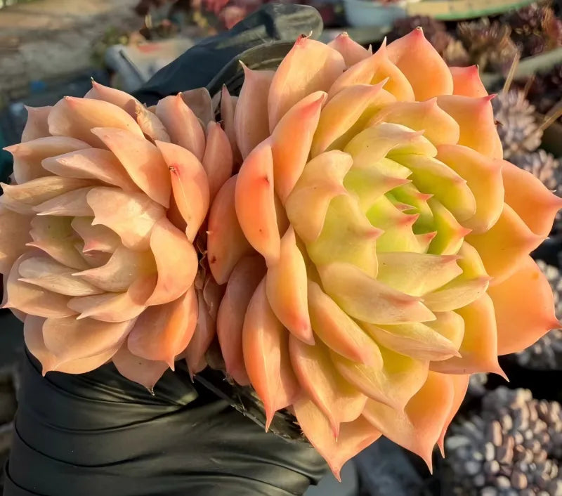 Echeveria rosette succulent cluster in peach, cream, and green center leaves
