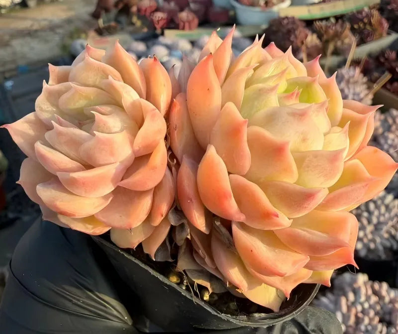 Echeveria Onslow succulent rosette clusters with peach-orange, yellow-green tips