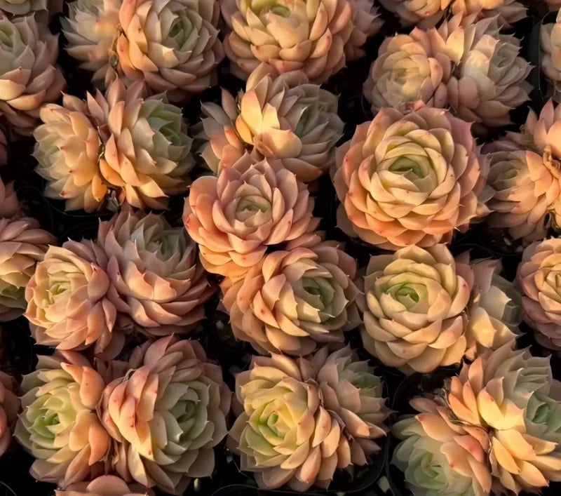 Echeveria rosette succulent tray of peach, cream, and green rosettes