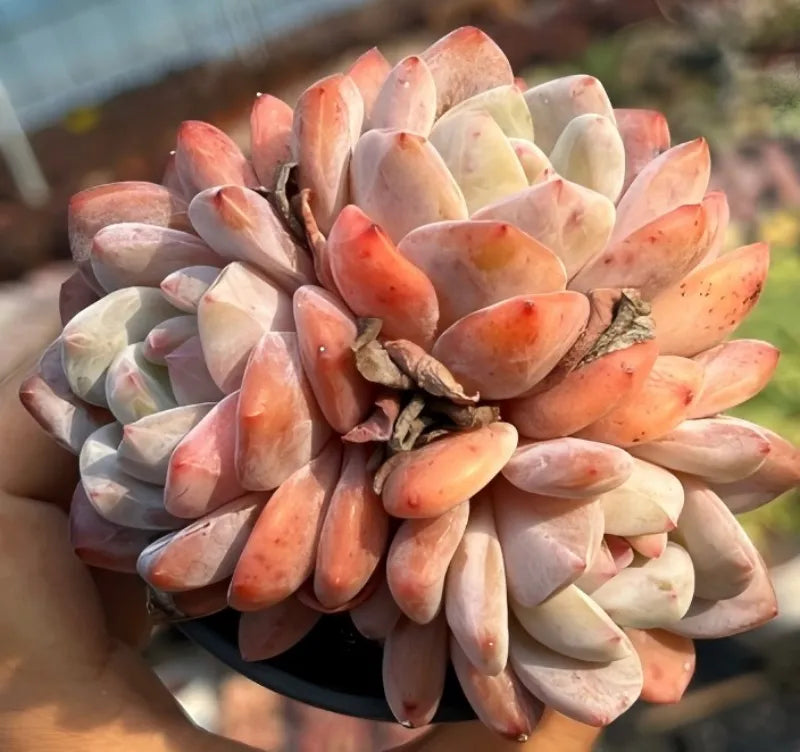 Echeveria succulent rosette cluster with orange tips and pale green leaves