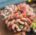Echeveria succulent rosette cluster with peach-orange and creamy pale leaves