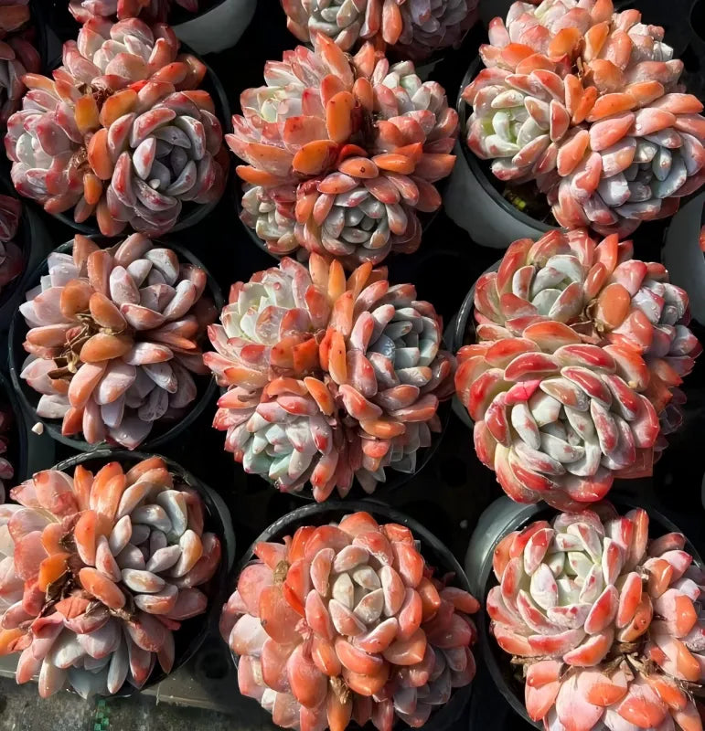 Echeveria succulent cluster with orange, peach, and pale gray rosette leaves